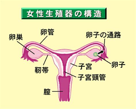 女性生殖器|女性生殖器の構造